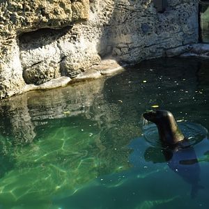 Hawaiian Monk Seal