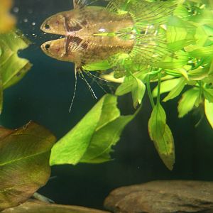 Freshwater butterflyfish