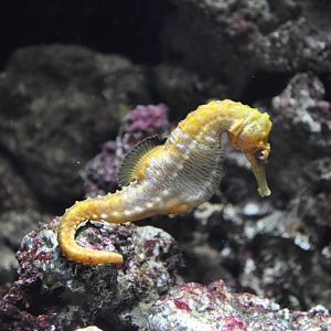 Seahorse (Sp?)