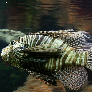 Lionfish