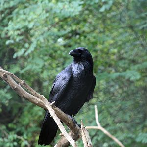 Common Raven