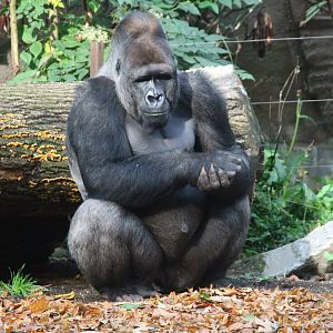 Western lowland gorilla