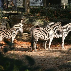 Chapman's  zebra