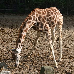 Rothschild's  giraffe