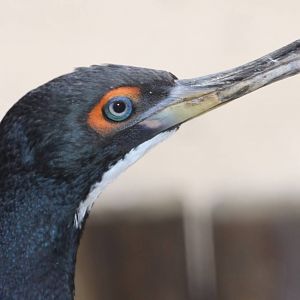 Guanay Cormorant (Phalacrocorax bougainvillii) June 2010, the last survivin