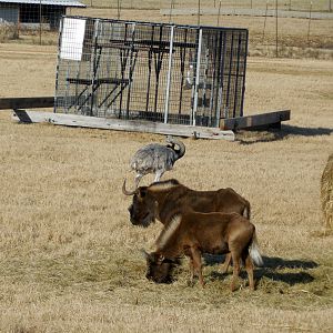 Wild Wilderness Drive Through Safari - Gentry, AR