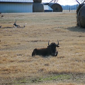 Wild Wilderness Drive Through Safari - Gentry, AR