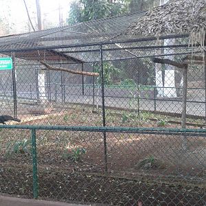 Enclosure Great curassow