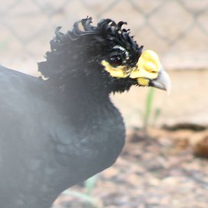Great Curassow