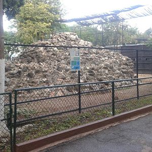 Enclosure Barbary sheep