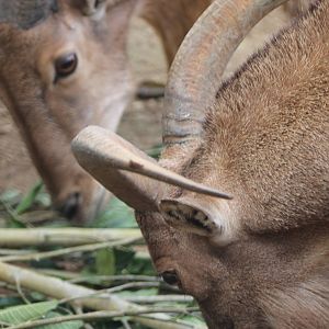 Very close-up Barbary sheep