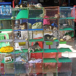 squirrel stall, Chatuchak Weekend Market, January 2014