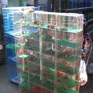 squirrel stall, Chatuchak Weekend Market, January 2014