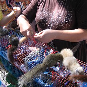 squirrel stall, Chatuchak Weekend Market, January 2014