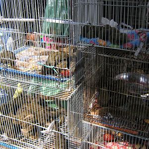 squirrel stall, Chatuchak Weekend Market, January 2014