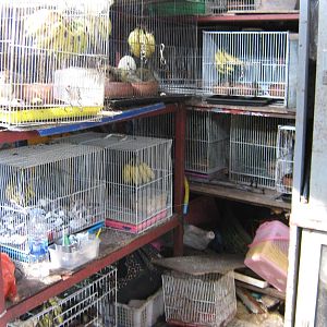 squirrel stall, Chatuchak Weekend Market, January 2014