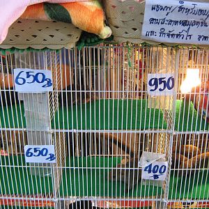squirrel stall, Chatuchak Weekend Market, January 2014