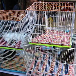 mammals, Chatuchak Weekend Market, January 2014