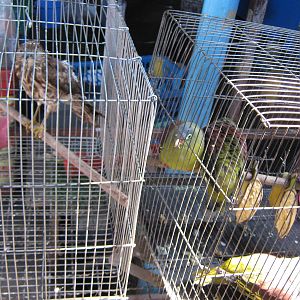 bird market -- Chatuchak Weekend Market, Jan 2014