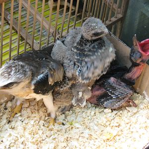 bird market -- Chatuchak Weekend Market, Jan 2014