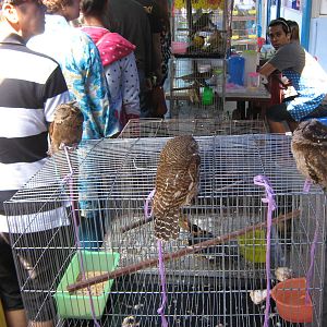 bird market -- Chatuchak Weekend Market, Jan 2014