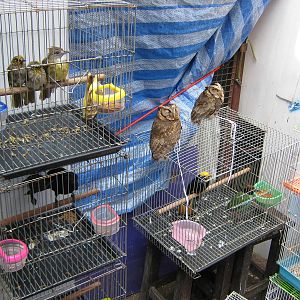 bird market -- Chatuchak Weekend Market, Jan 2014