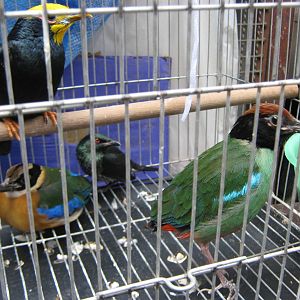 bird market -- Chatuchak Weekend Market, Jan 2014