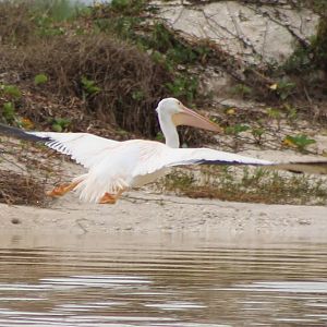 American white pelican