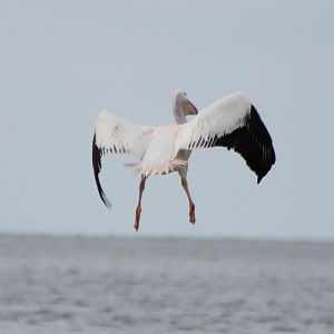 American white pelican