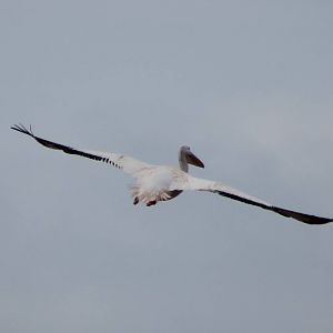 American white pelican