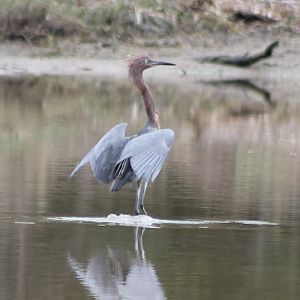 Reddish egret