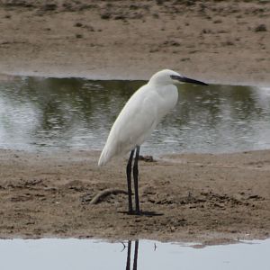 Reddish egret - white morph