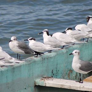 Gulls and terns