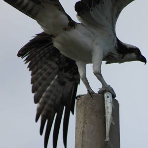 Osprey with prey