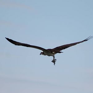 Osprey