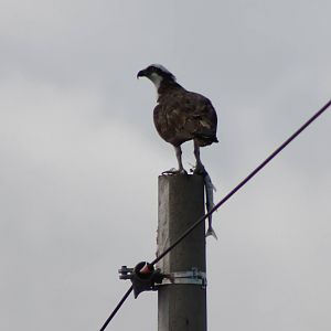 Osprey