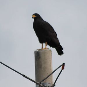 Common black hawk