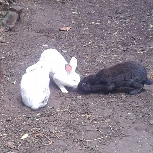 Rabbits