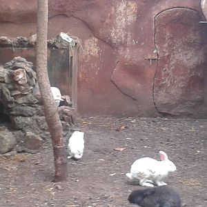 Enclosure Domisticated rabbits