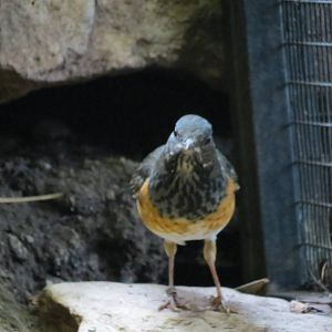 Black-breasted Thrush