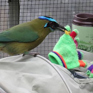 Blue-crowned Motmot