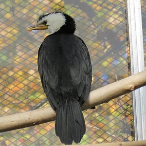 Little Pied Cormorant