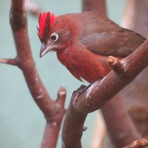 Red-crested Finch M