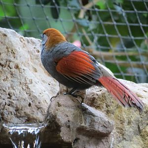 Red-tailed Laughing Thrush