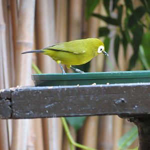 White-eye