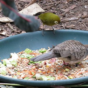 White-eye and Zebra Dove