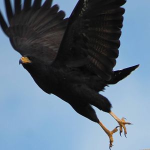 Common black hawk