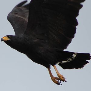 Common black hawk