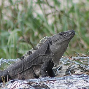 Black iguana