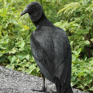 Black vulture
